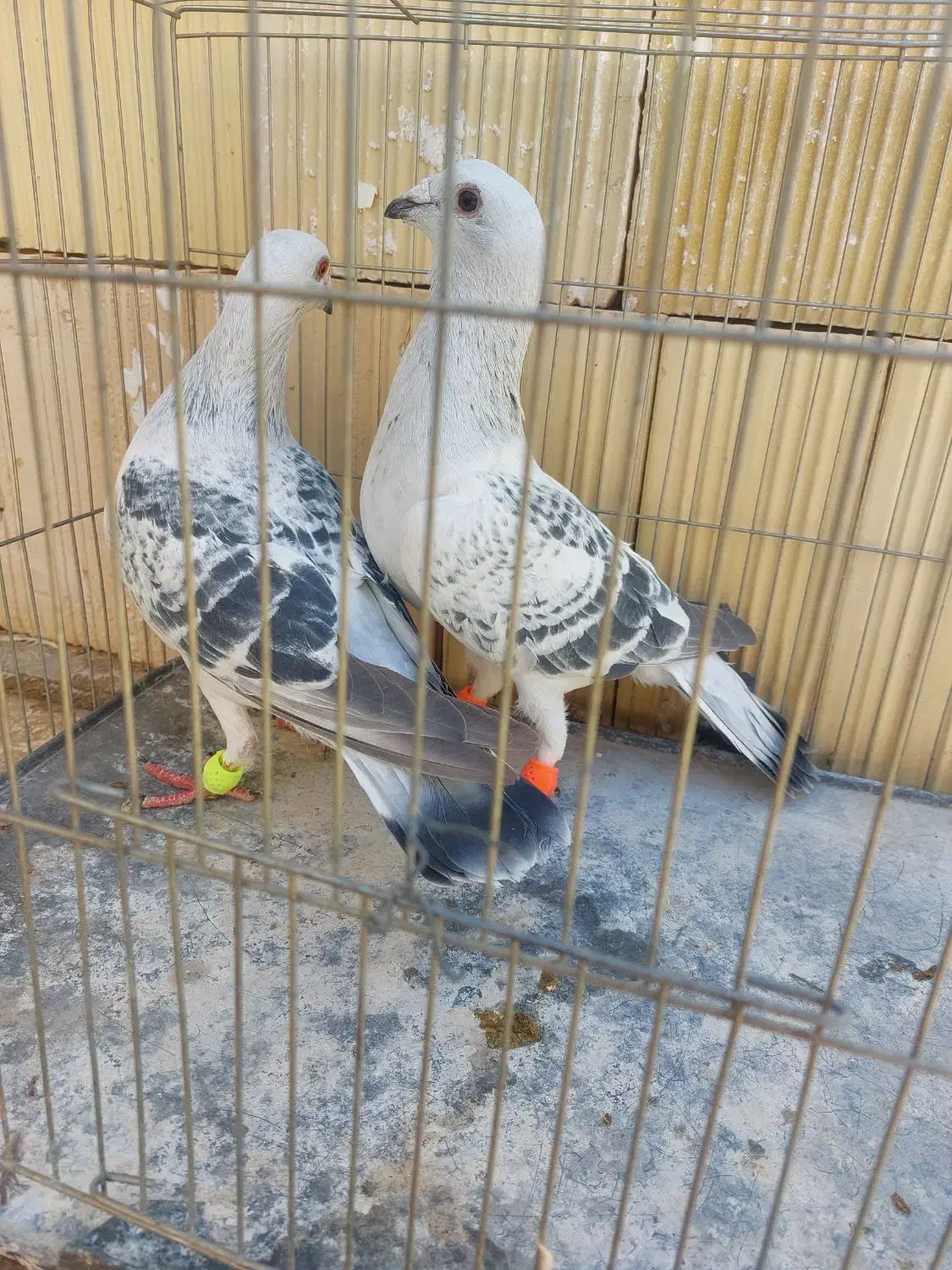 شامی پولکی|حیوانات|سبزوار, اسلام آباد|دیوار