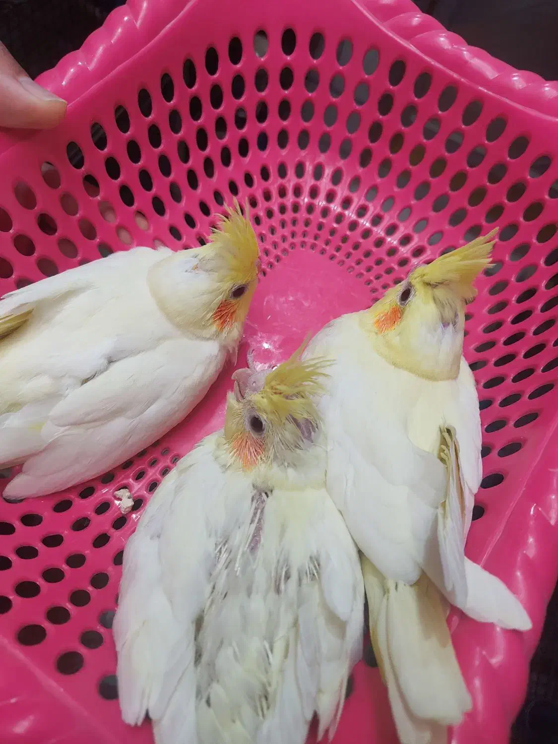 جوجه عروس هلندی لوتینو|پرنده|رامهرمز, |دیوار