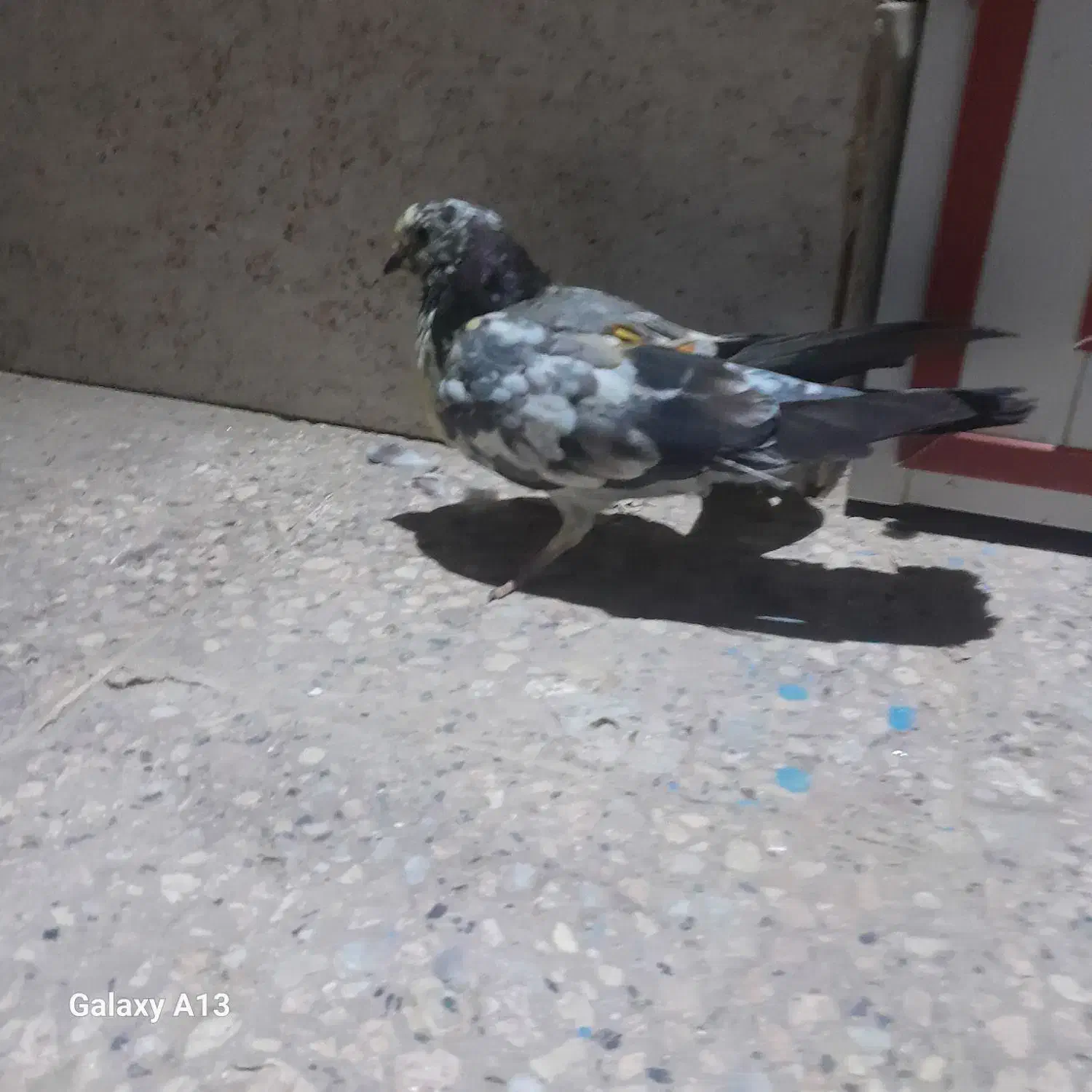 سوسکی پرشی|پرنده|کرباسک, |دیوار