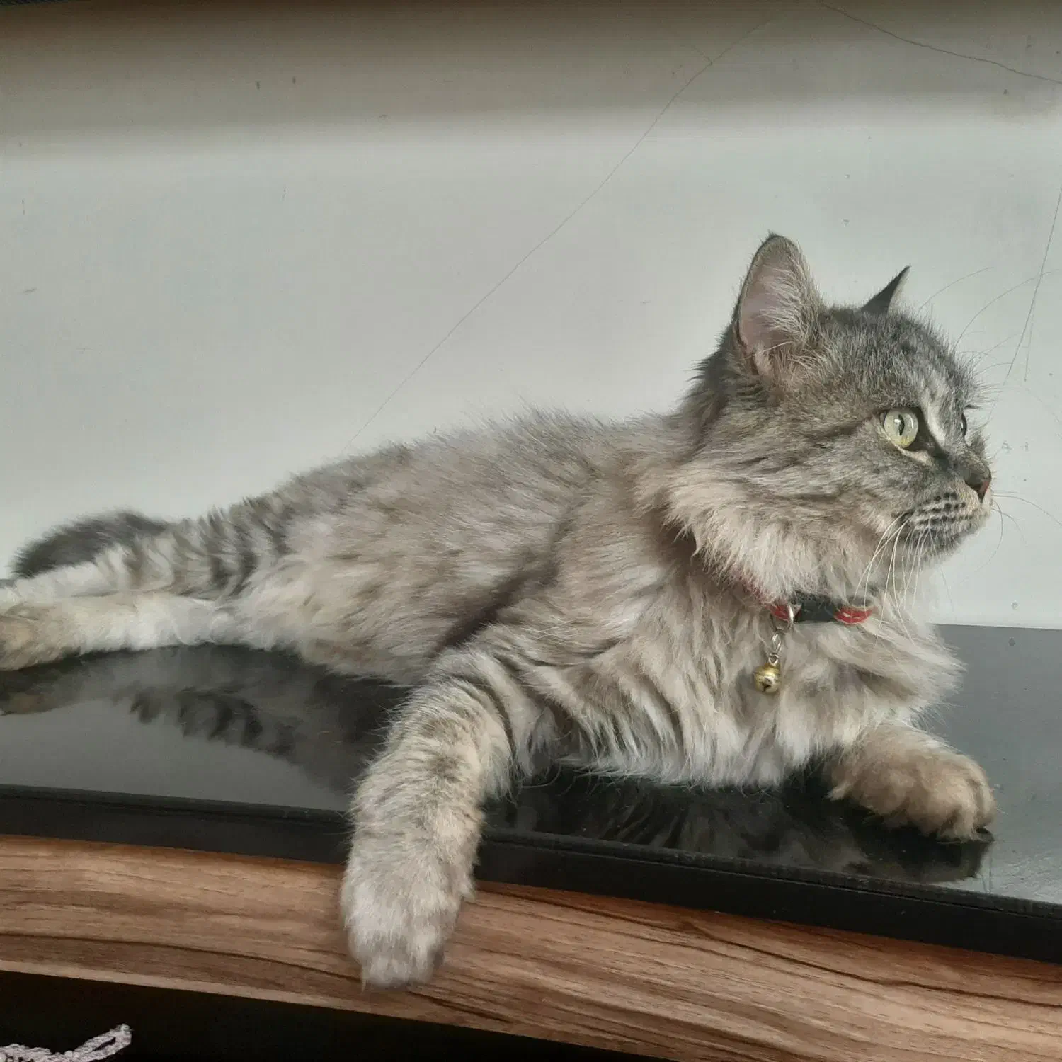 گربه گمشده|حیوانات|قم, نوبهار|دیوار