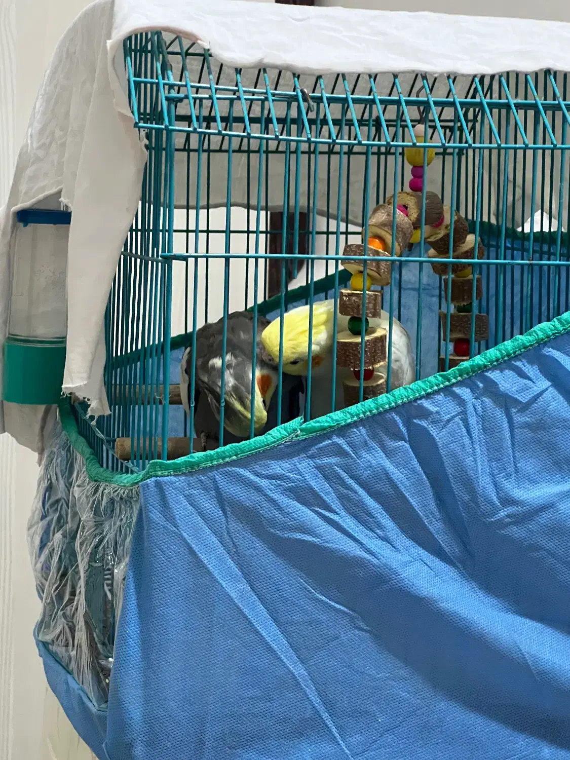 عروس هلندی|پرنده|برازجان, |دیوار