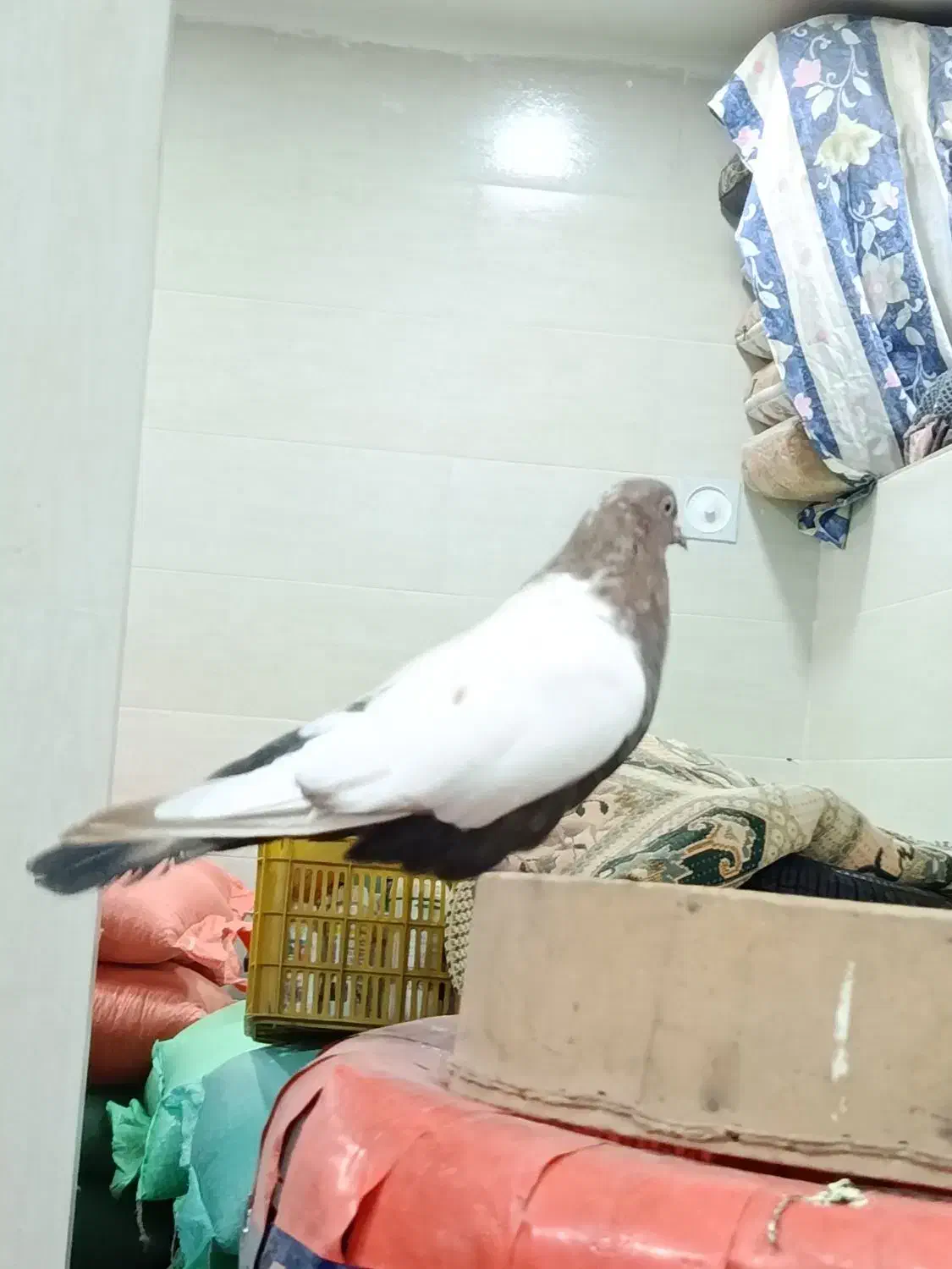 سینلی دورنگ|پرنده|ابهر, |دیوار