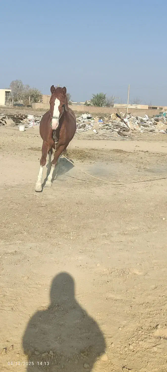 اسب فروشی|اسب و تجهیزات اسبسواری|قم, جمکران|دیوار