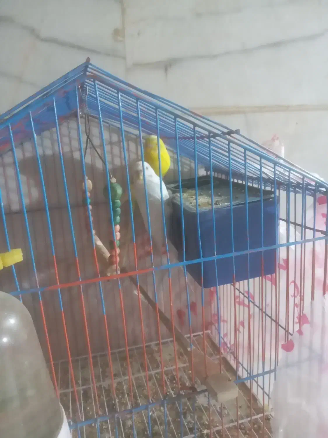 مرغ عشق|پرنده|تهران, ابوذر|دیوار