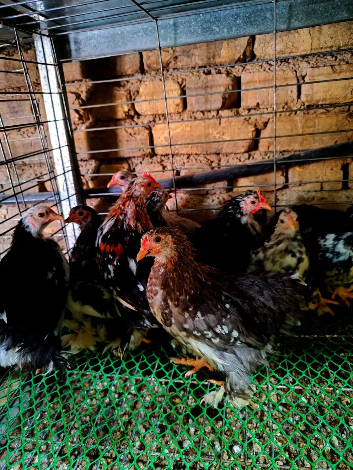 نیمچه کوشین خالدار و برهما غولپیکر رنگهای مختلف|حیوانات مزرعه|اصفهان, بوستان ناژوان|دیوار