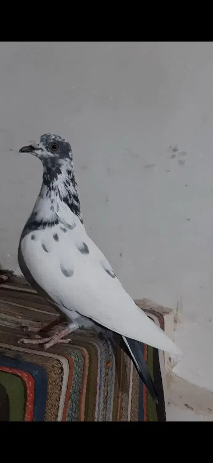 کبوتر ماده پاکستانی|پرنده|مشگین شهر, |دیوار