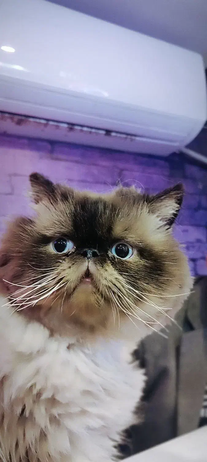 واگذاری گربه پرشین هیمالین|گربه|تربتحیدریه, فرمانداری|دیوار