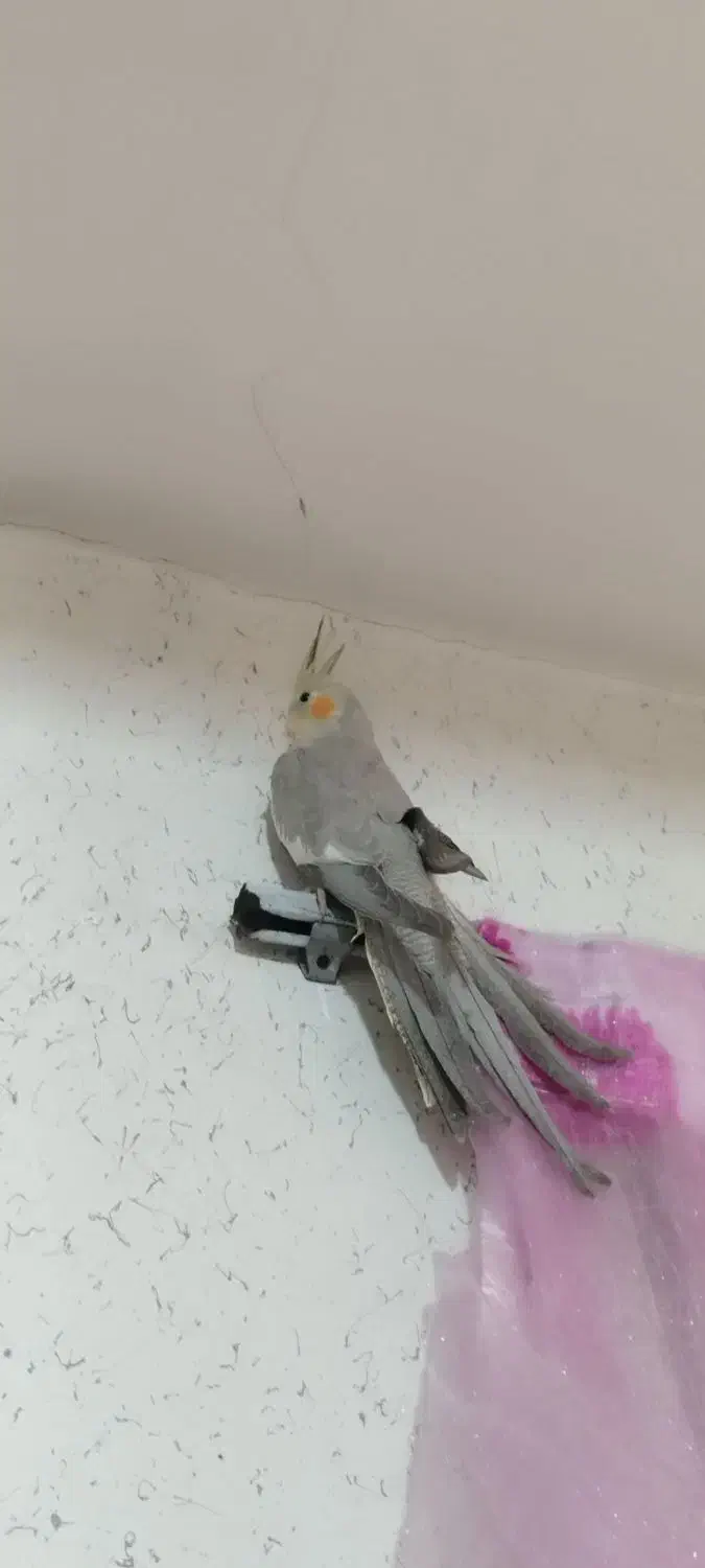 عروس هلندی آهویی|پرنده|کلاچای, |دیوار