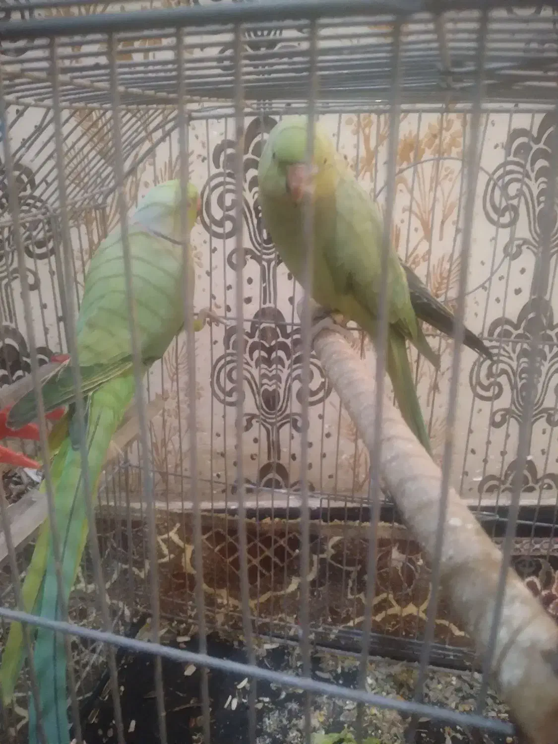 دوجفت طوطی ملنگو|پرنده|اهواز, کوروش|دیوار