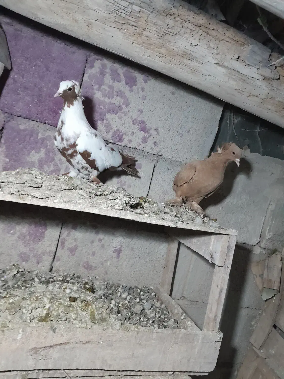 نر چاپی. ککیلی نروماده با جوجه هاش.آلامزک ماده چاپ|پرنده|اردبیل, |دیوار