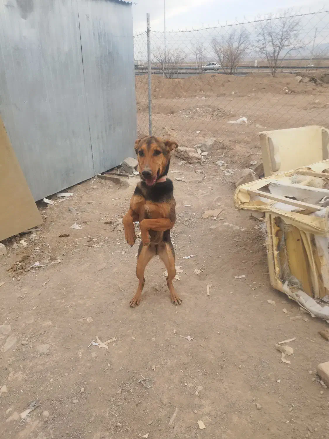 سگ نگهبان|سگ|بیرجند, |دیوار