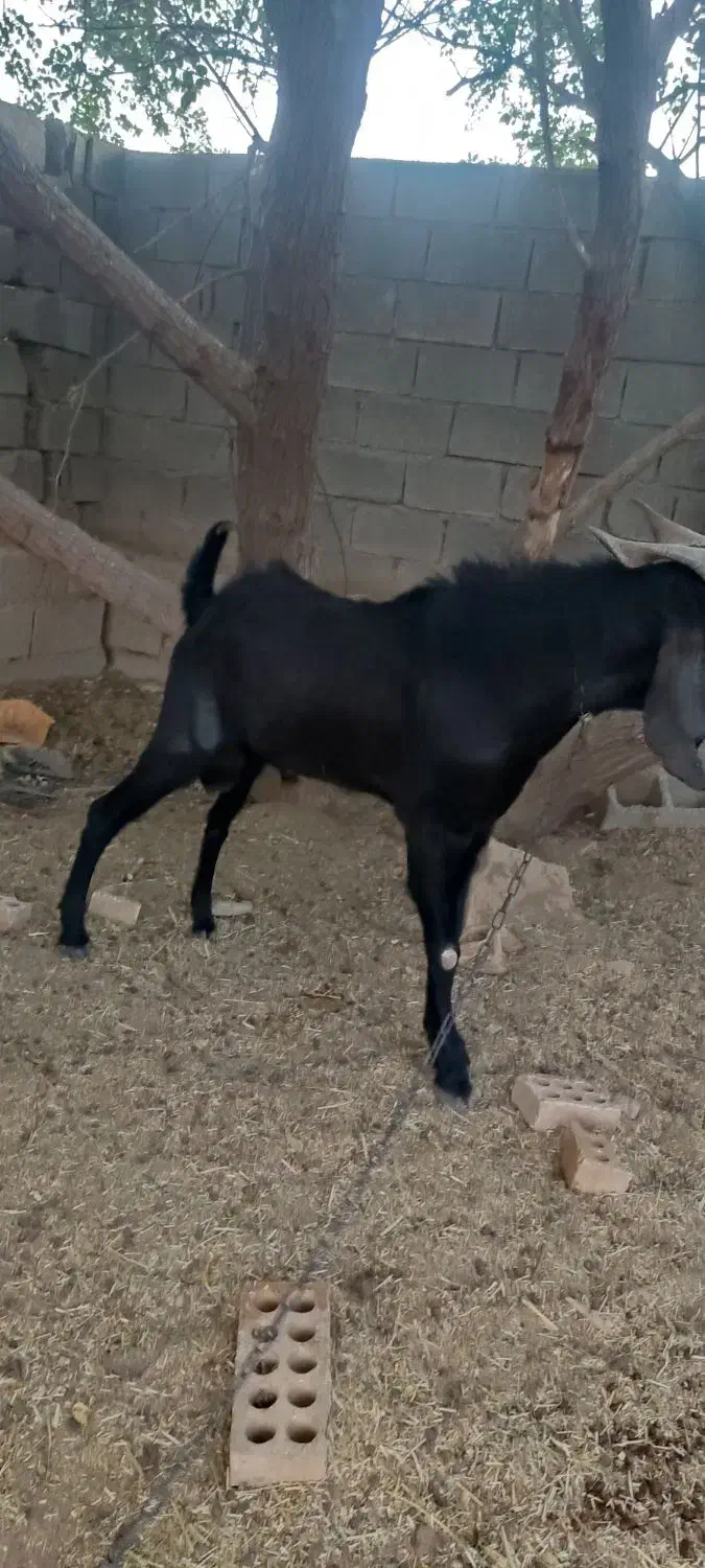 کهره پازن امیدیه|حیوانات مزرعه|بندر ماهشهر, |دیوار