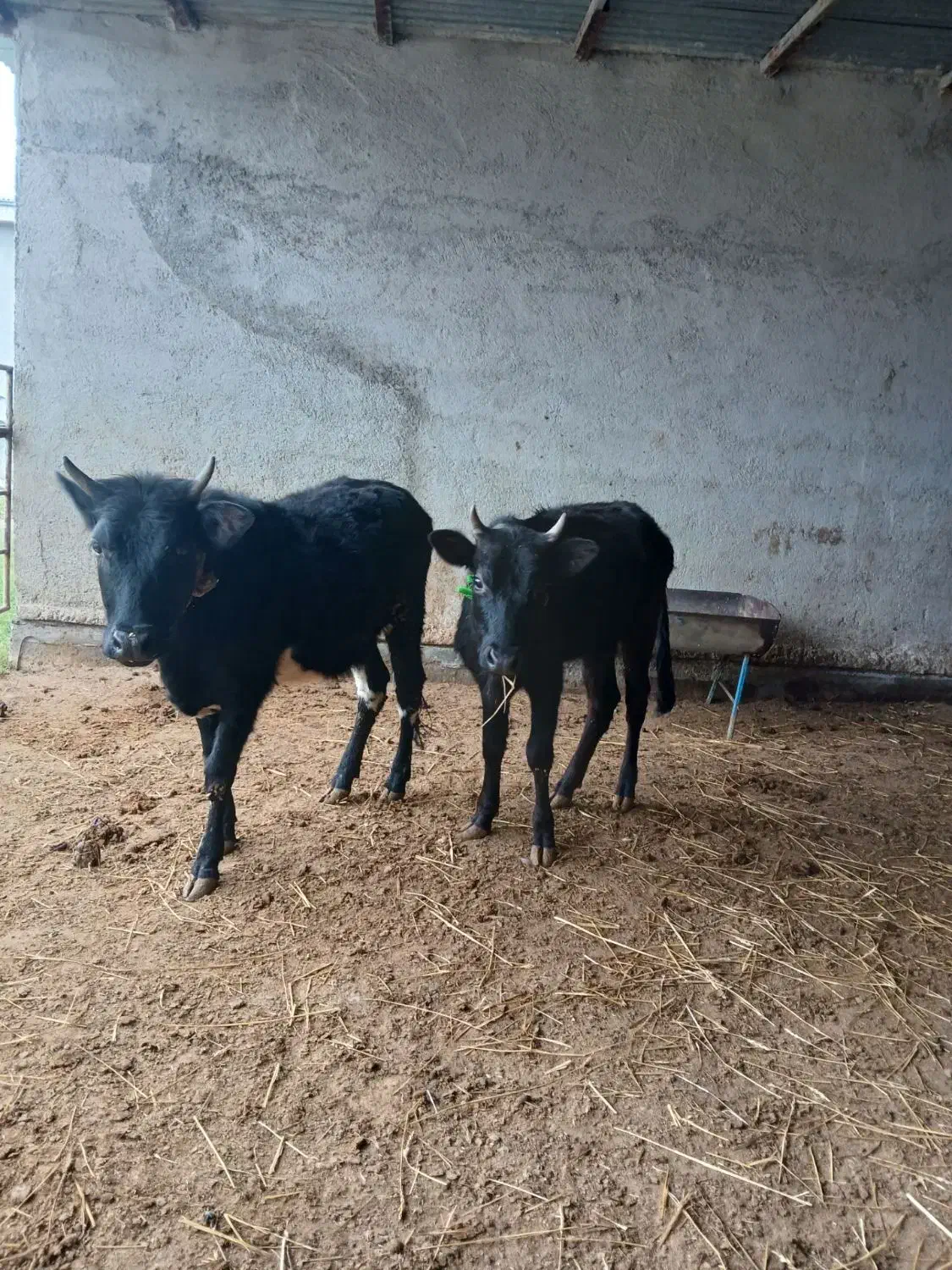 دوتا گوساله ماده|حیوانات مزرعه|گمیشان, |دیوار