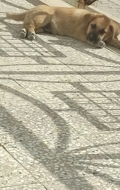 فروش سگ|سگ|تربت‌حیدریه, مسجد جامع|دیوار