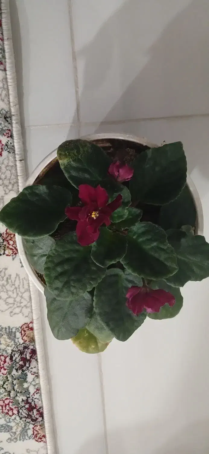 گل بنفشه آفریقایی|گل و گیاه طبیعی|نقده, |دیوار