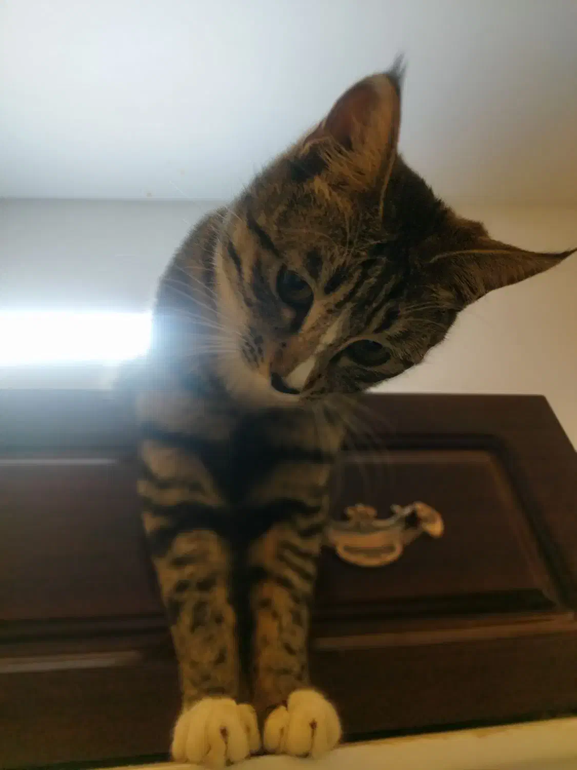 واگذاری|گربه|قوچان, |دیوار