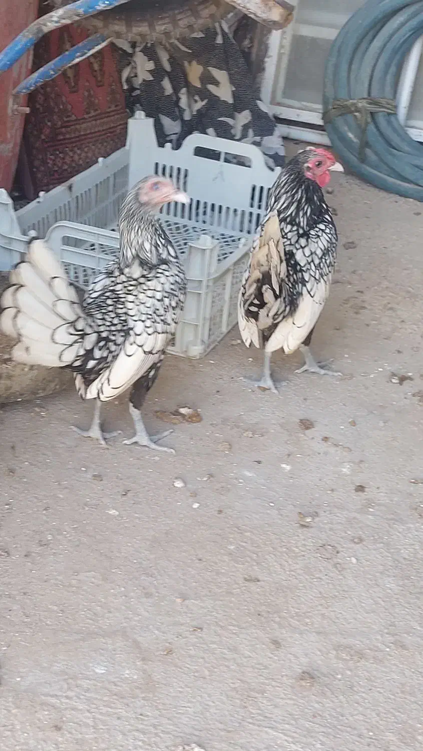 مرغ مینیاتوری|حیوانات مزرعه|آبپخش, |دیوار