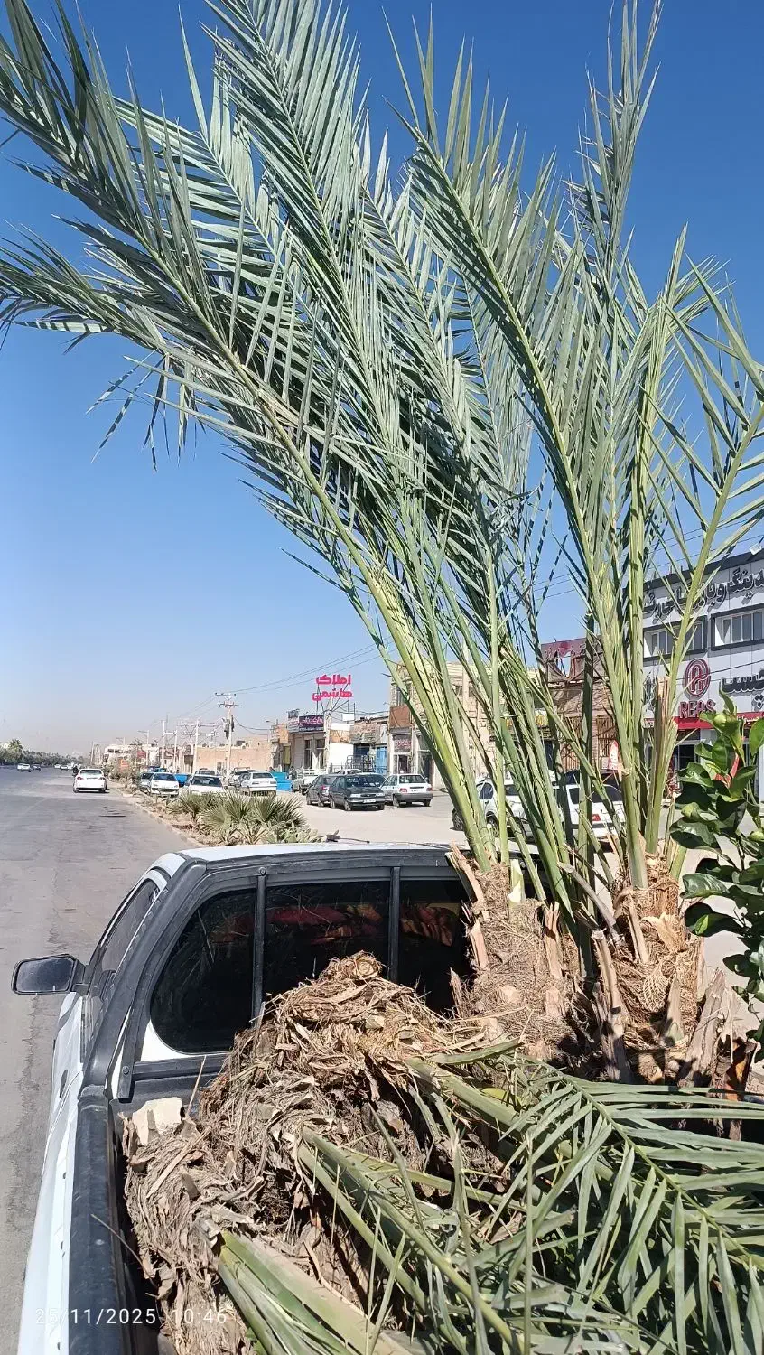 فروش نخل خرما ونهال مرکبات ارسال رایگان|گل و گیاه طبیعی|یزد, |دیوار