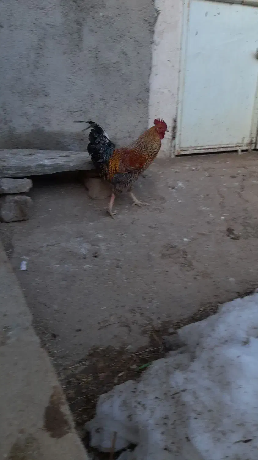 خروس محلی جوان|حیوانات مزرعه|سرشیو, |دیوار