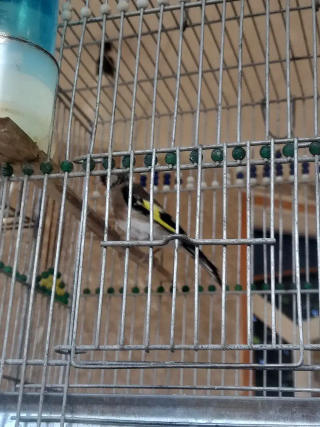 جوجه سهره نر وماده قفسی|پرنده|نهاوند, |دیوار