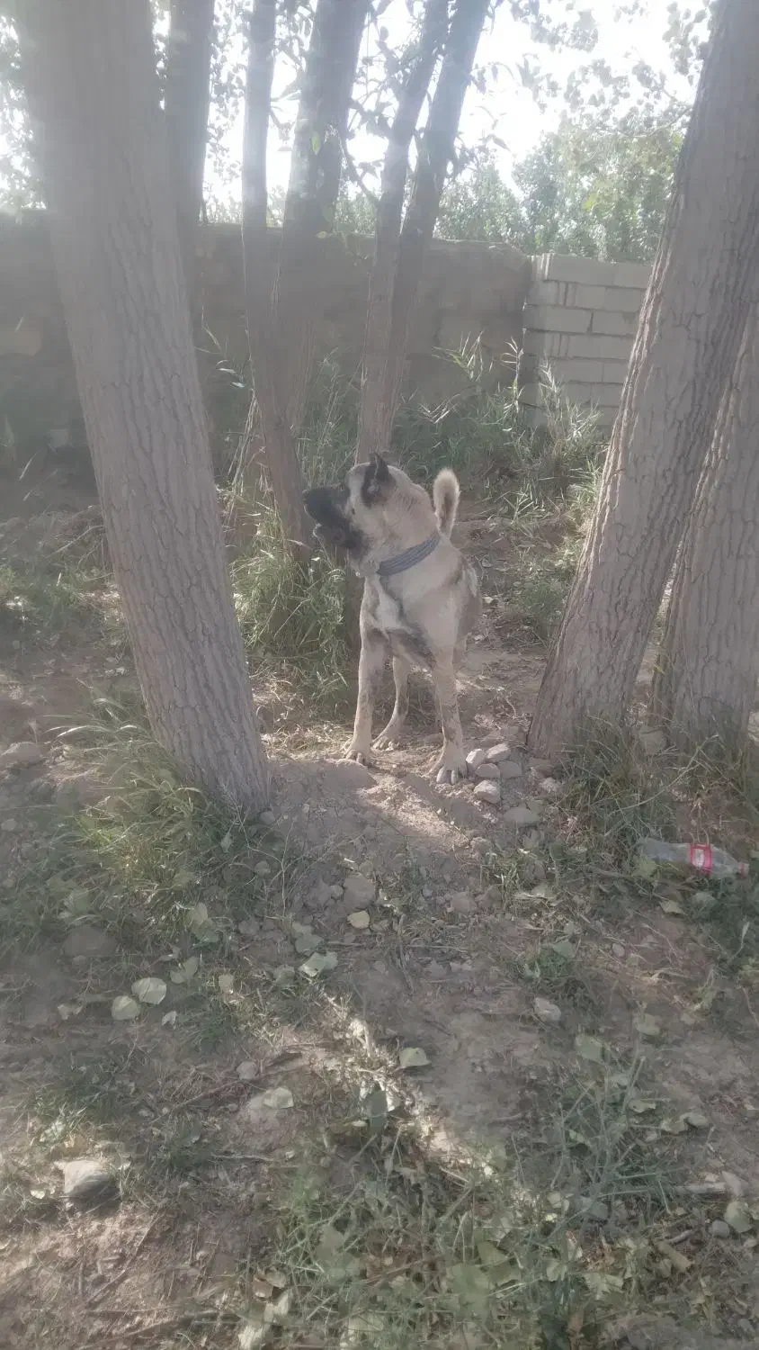 فروش.سگ.سرابی.بستان.اباد|سگ|بستان آباد, |دیوار