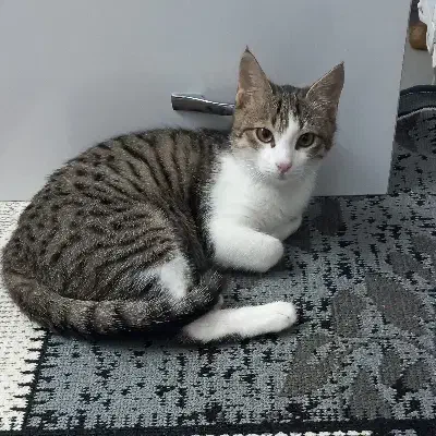 واگذاری گربه|گربه|نور, |دیوار