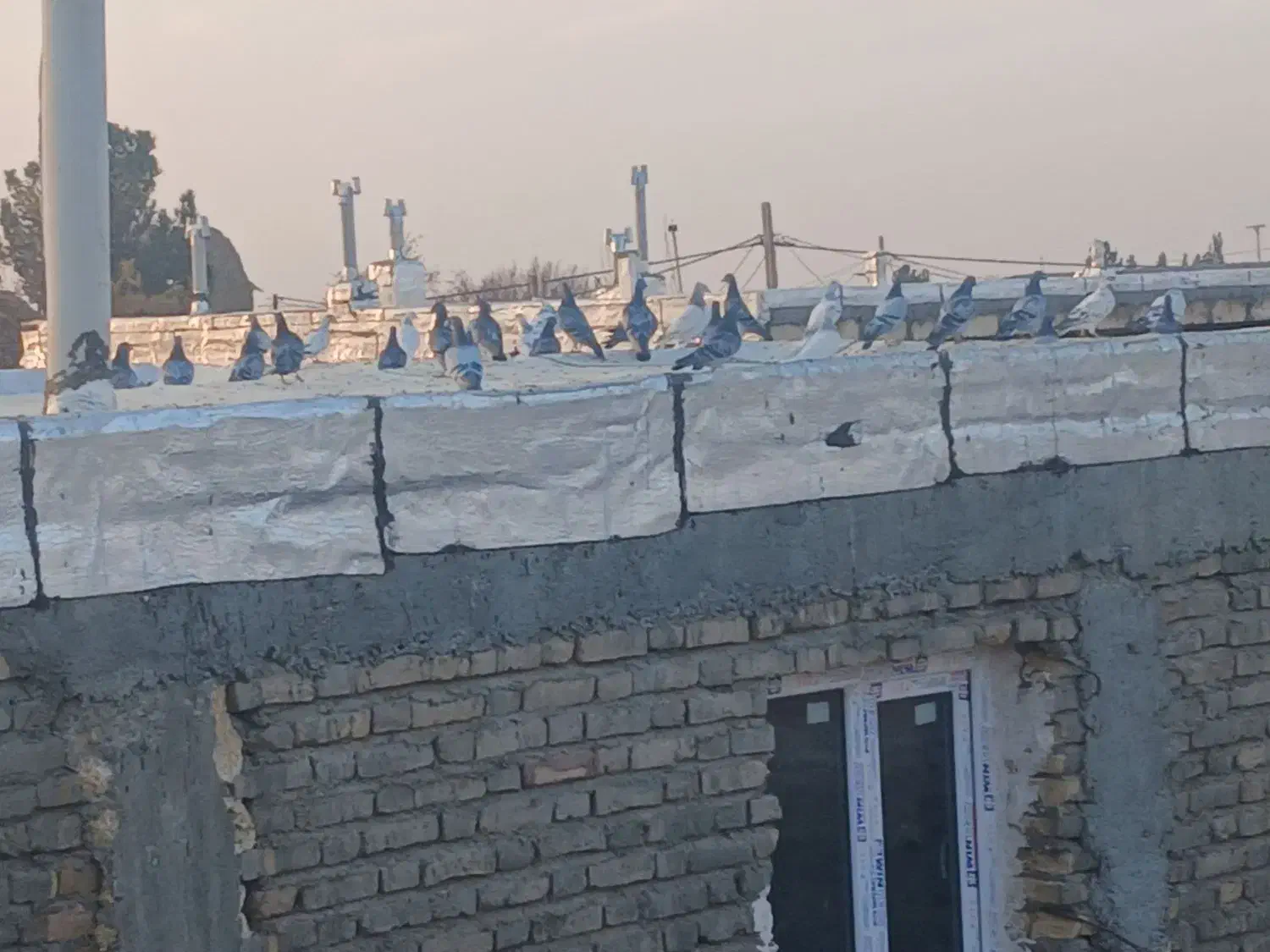 ۵۰ تا کفتر فروشی|پرنده|روداب, |دیوار