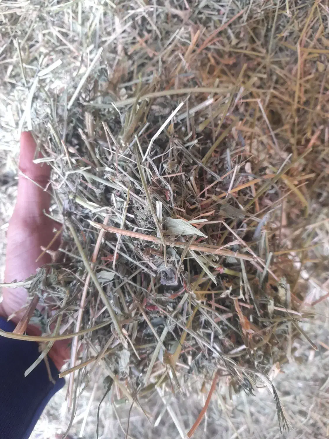 یونجه درجه ۱|عمدهفروشی|دوتپه, |دیوار