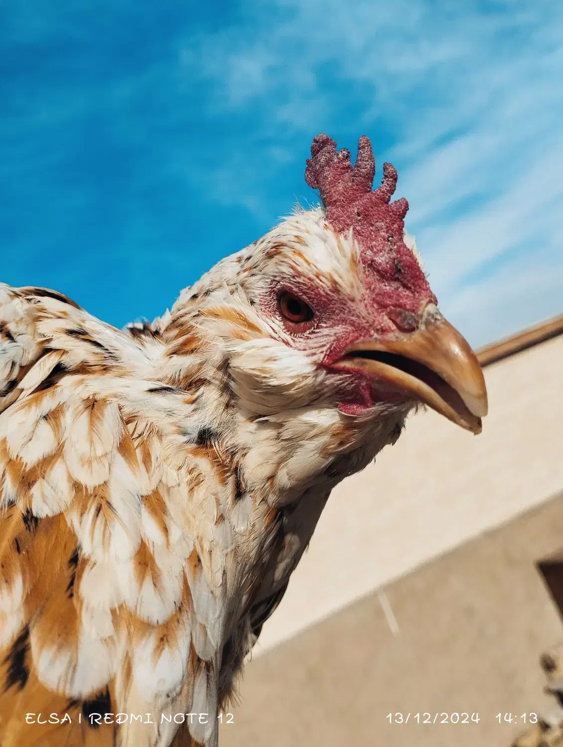 مرغ و تخم مرغ و خروس بومی|حیوانات مزرعه|اصفهان, شفق|دیوار