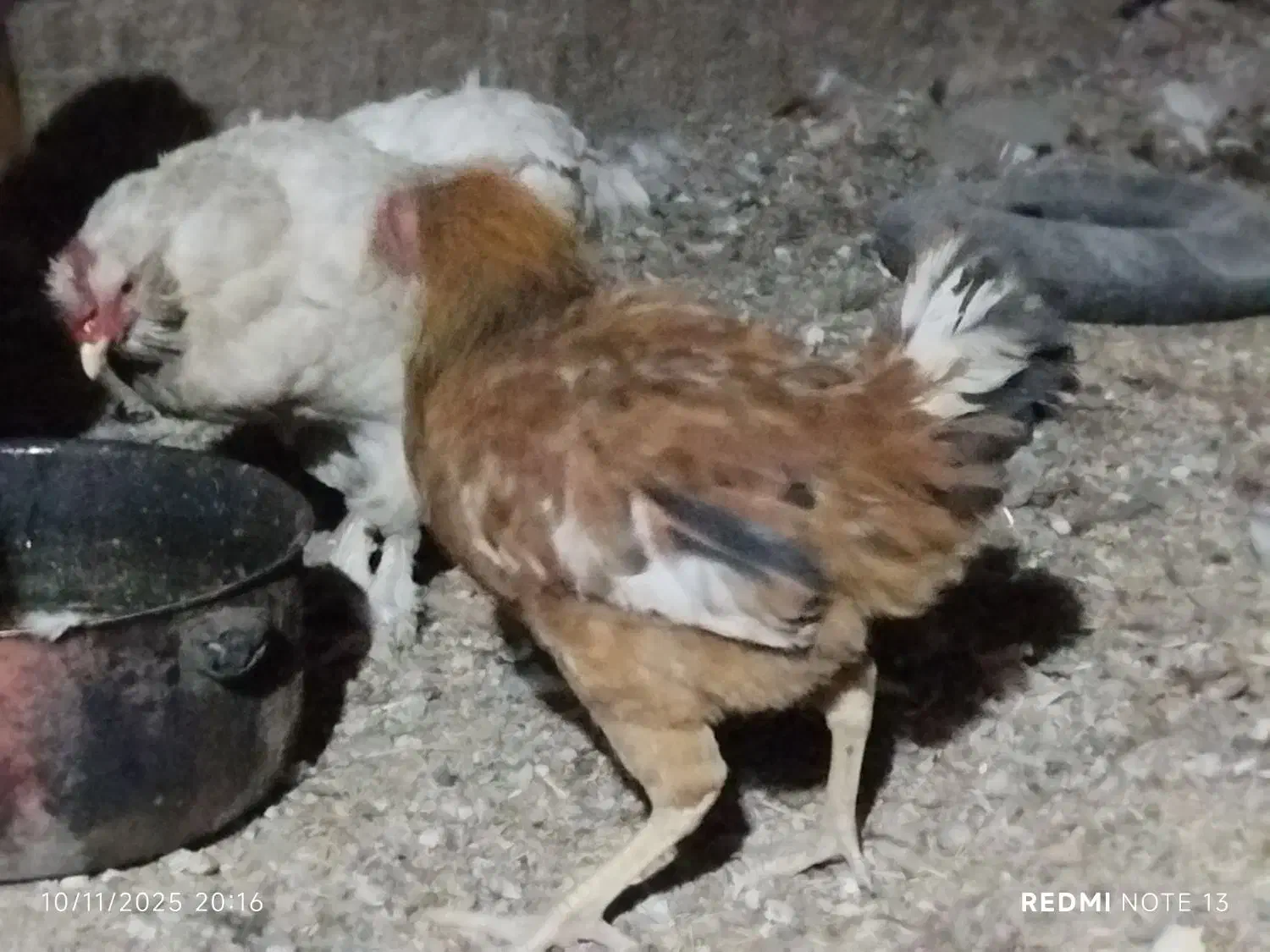 جوجه خروس دو رگه|حیوانات مزرعه|کرج, حیدرآباد|دیوار