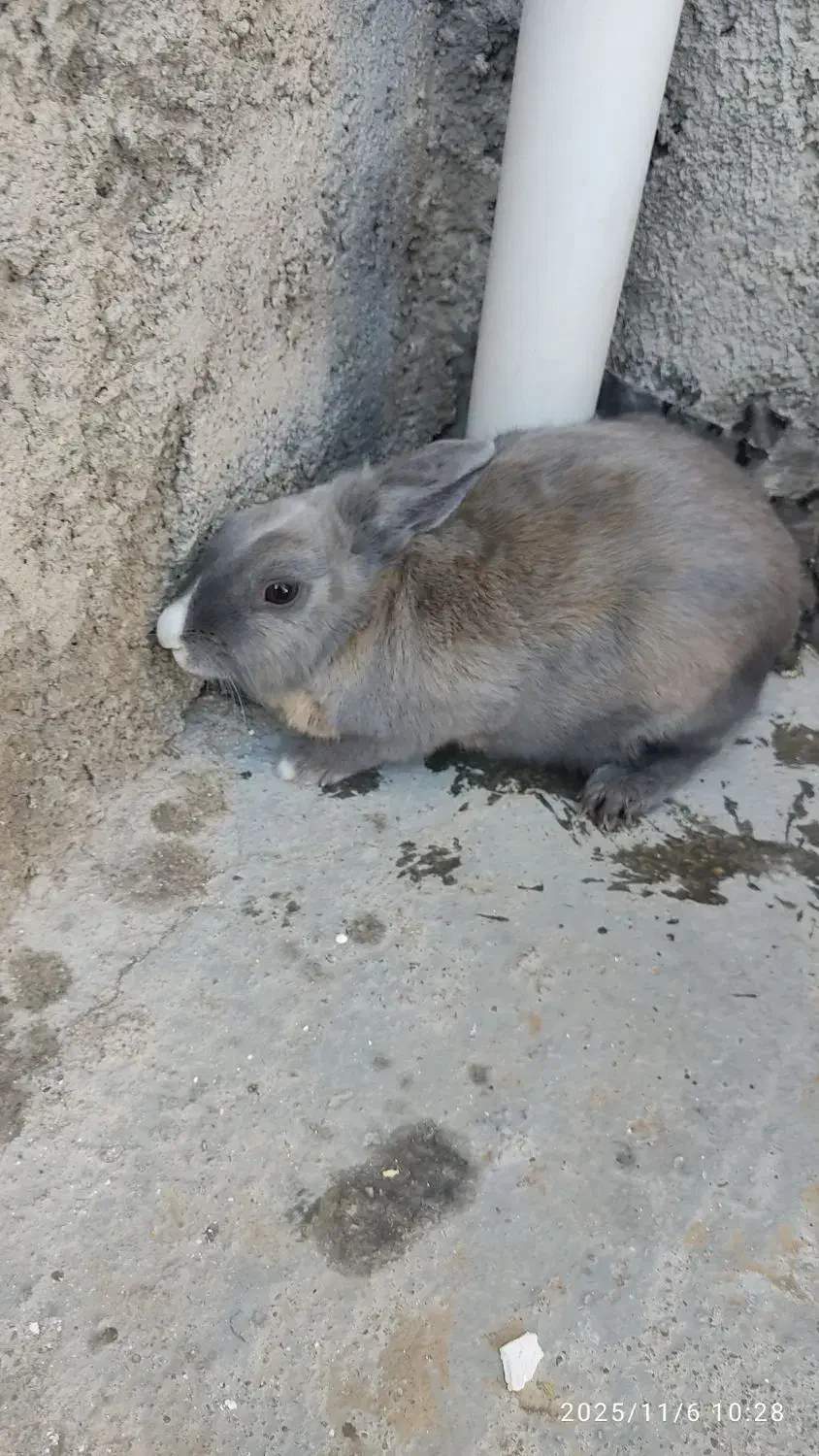 خرگوش ماده بالغ|موش و خرگوش|قوچان, |دیوار