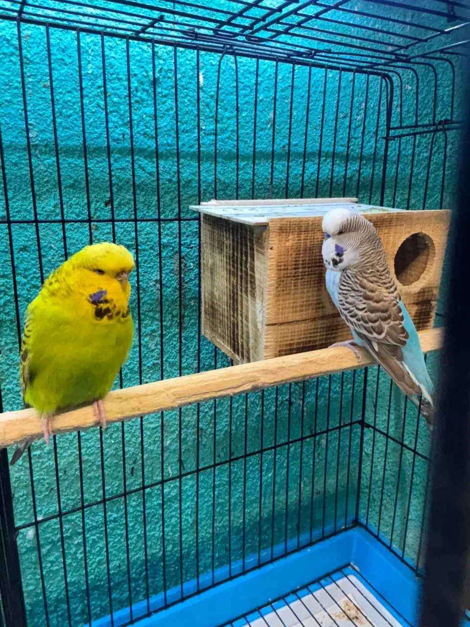 مرغعشق انگلیسی مولد|پرنده|قائمشهر, |دیوار