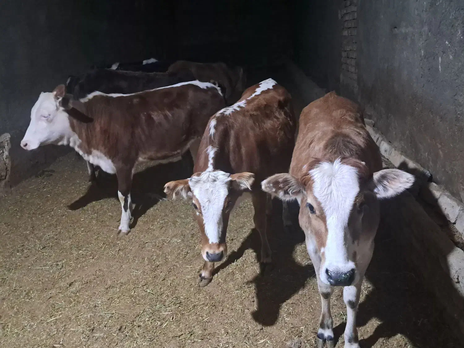 گوساله چاق سرکدار بهترین گوشت|حیوانات مزرعه|خرمآباد, |دیوار