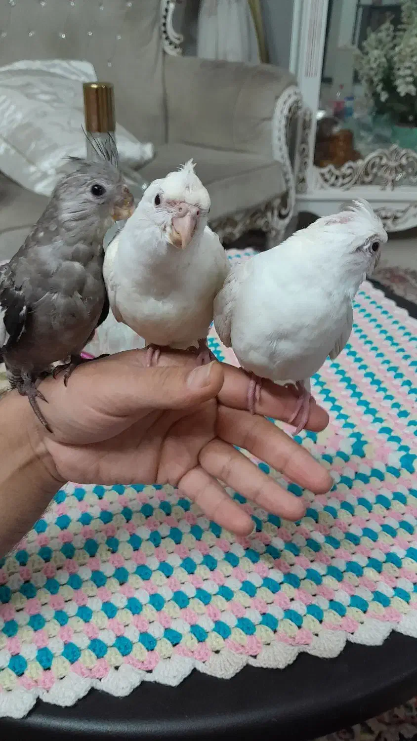 عروس هلندی البینو.|پرنده|فولادشهر, فولادشهر|دیوار