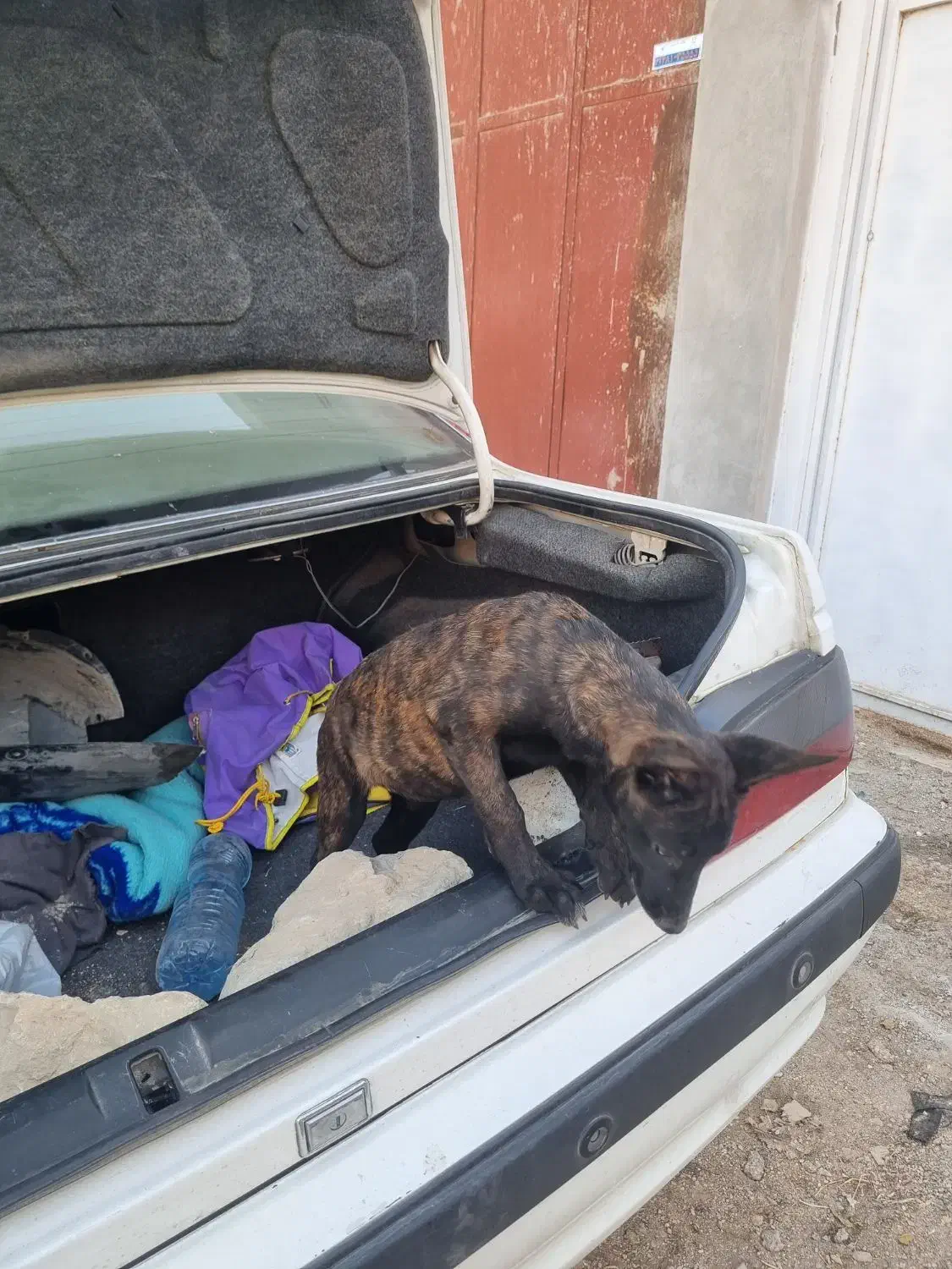 سگ مالینویز وداچ توله ۳ ماه واگذاری|سگ|تهران, امین حضور|دیوار