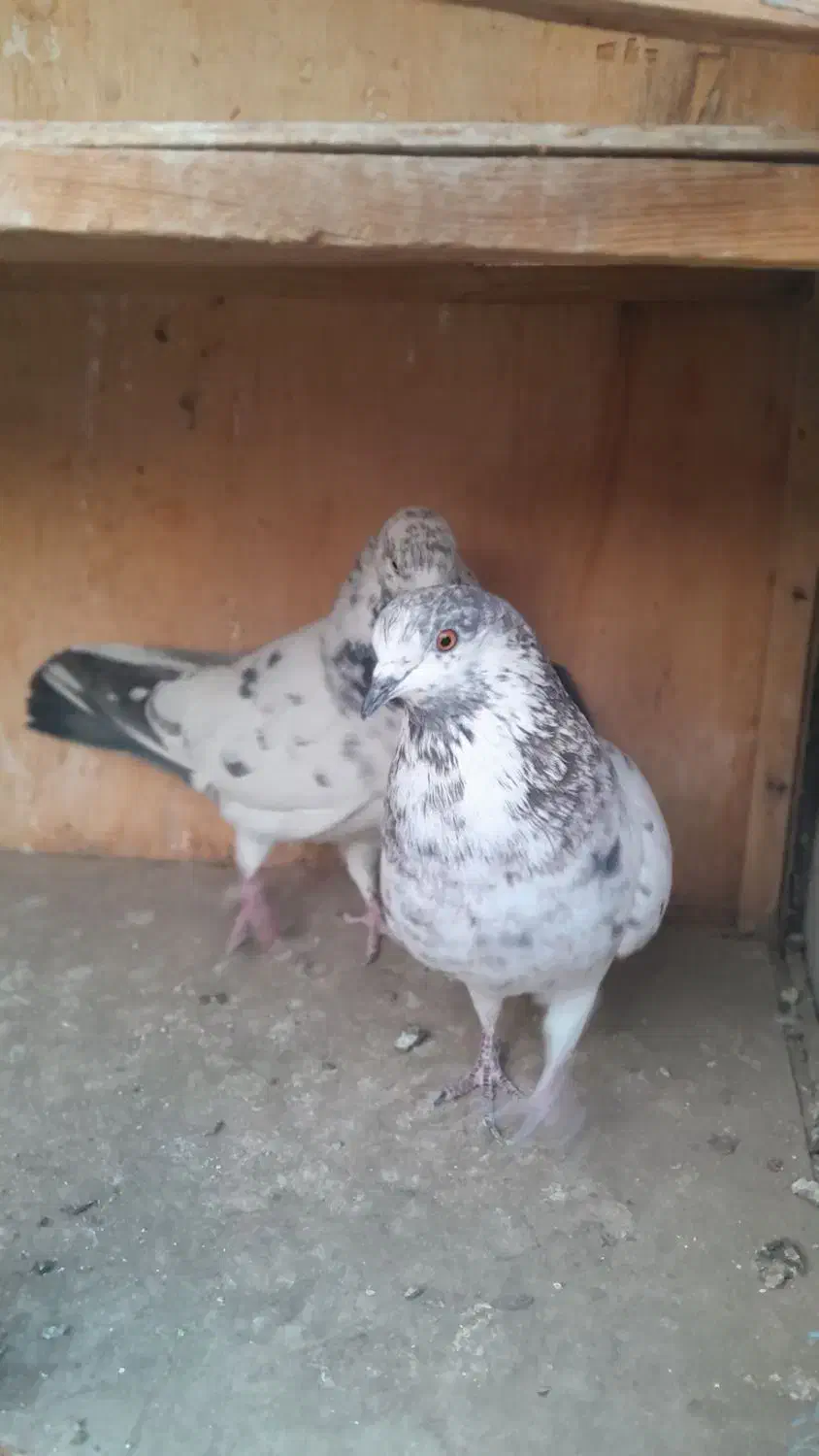 کبوتر|پرنده|تهران, تختی|دیوار