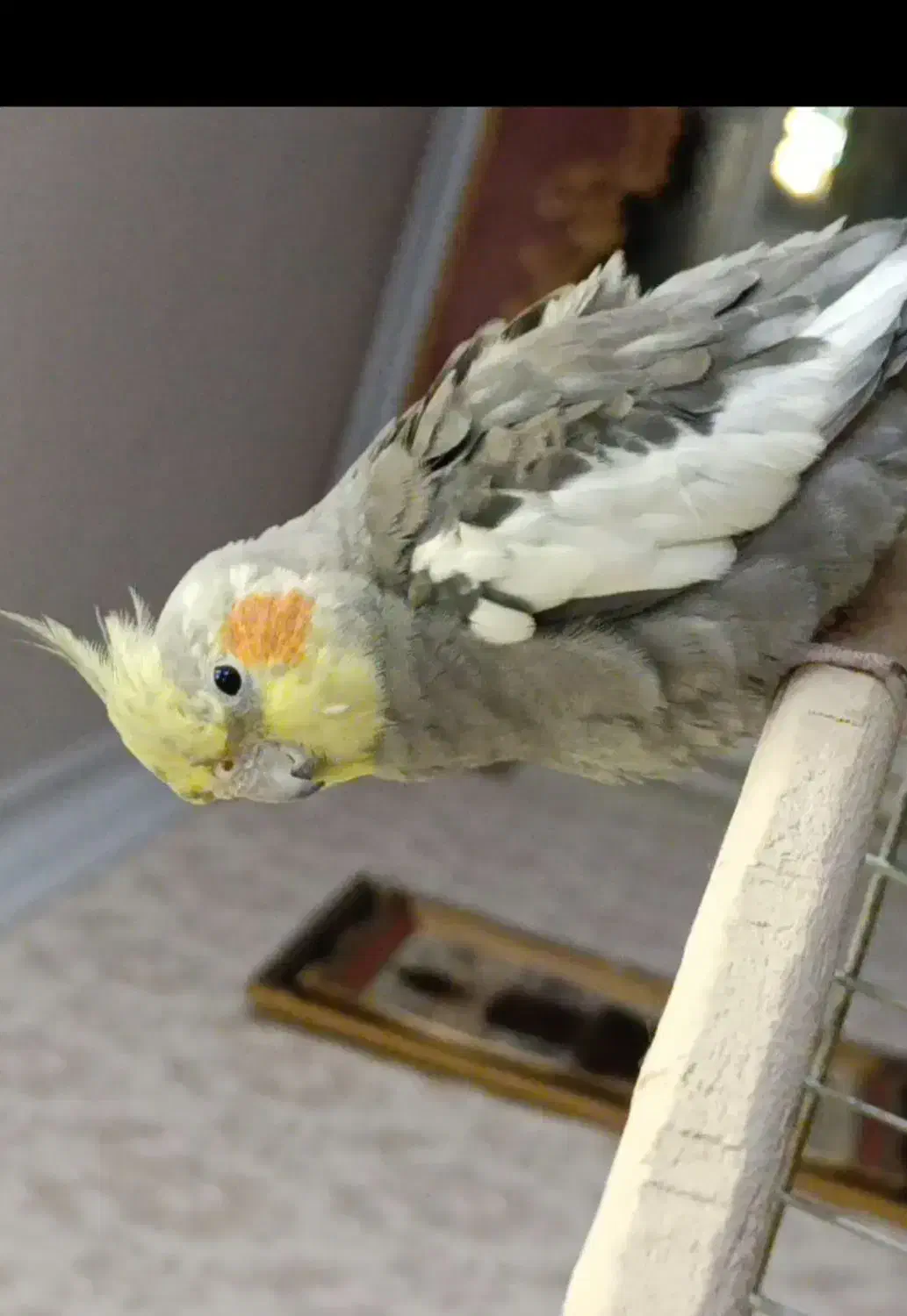 عروس هلندی گم شده|پرنده|خاش, |دیوار