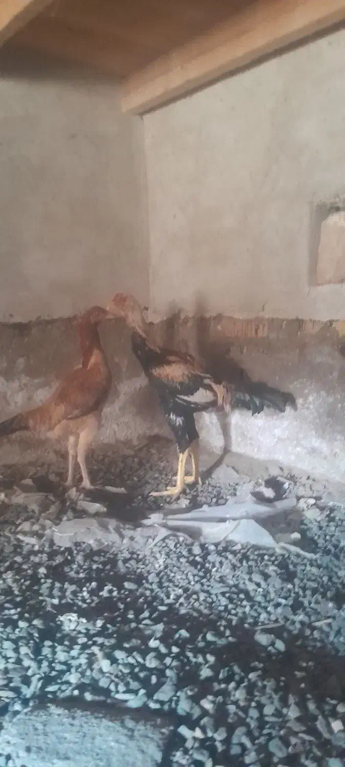 لاری افغان درجه۱|حیوانات مزرعه|گمیشان, |دیوار