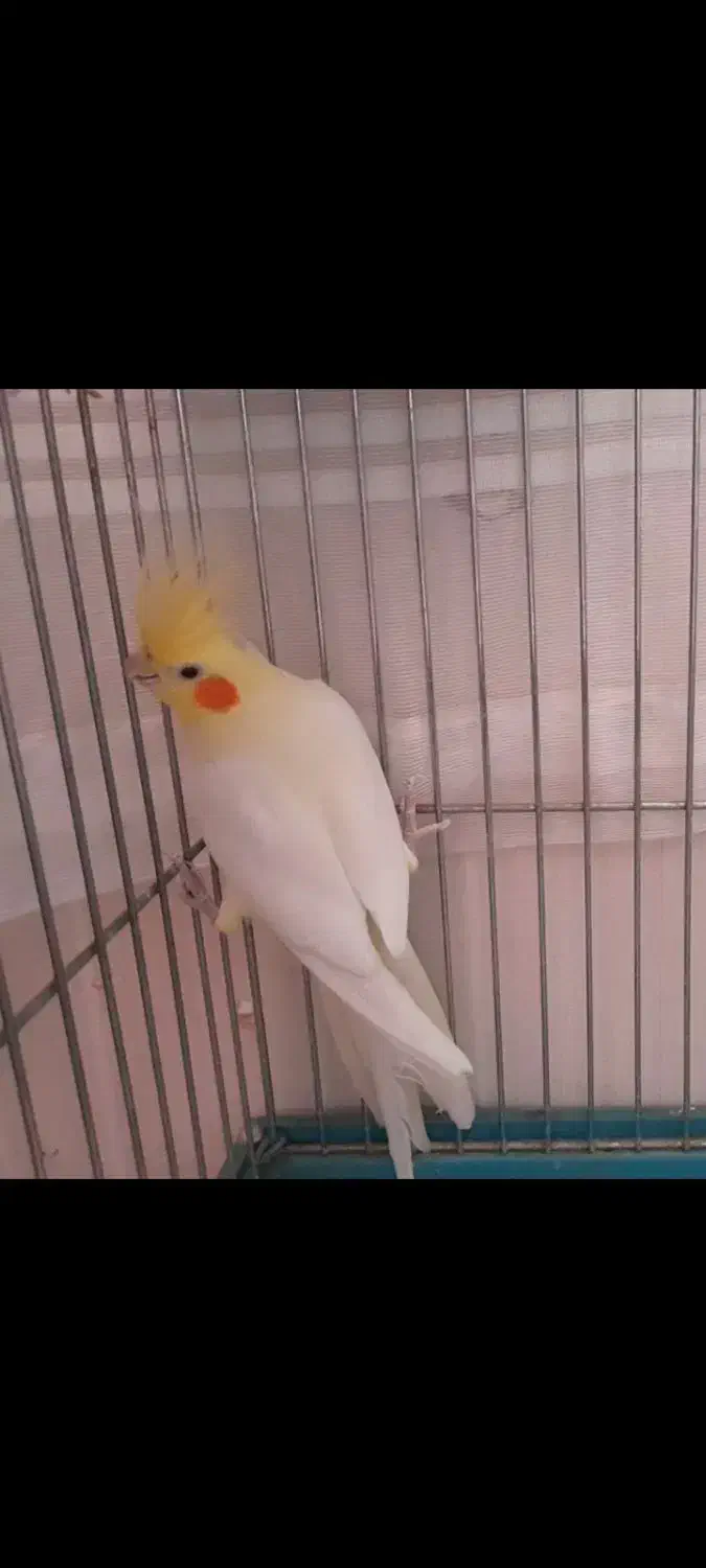 چهار عدد عروس هلندی|پرنده|هشتگرد, قاسم آباد بزرگ|دیوار