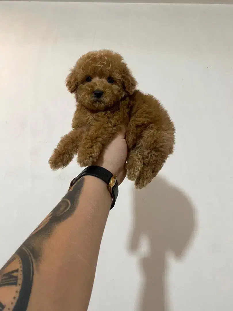 توی پودل های اصیل و خاص|سگ|گرگان, |دیوار