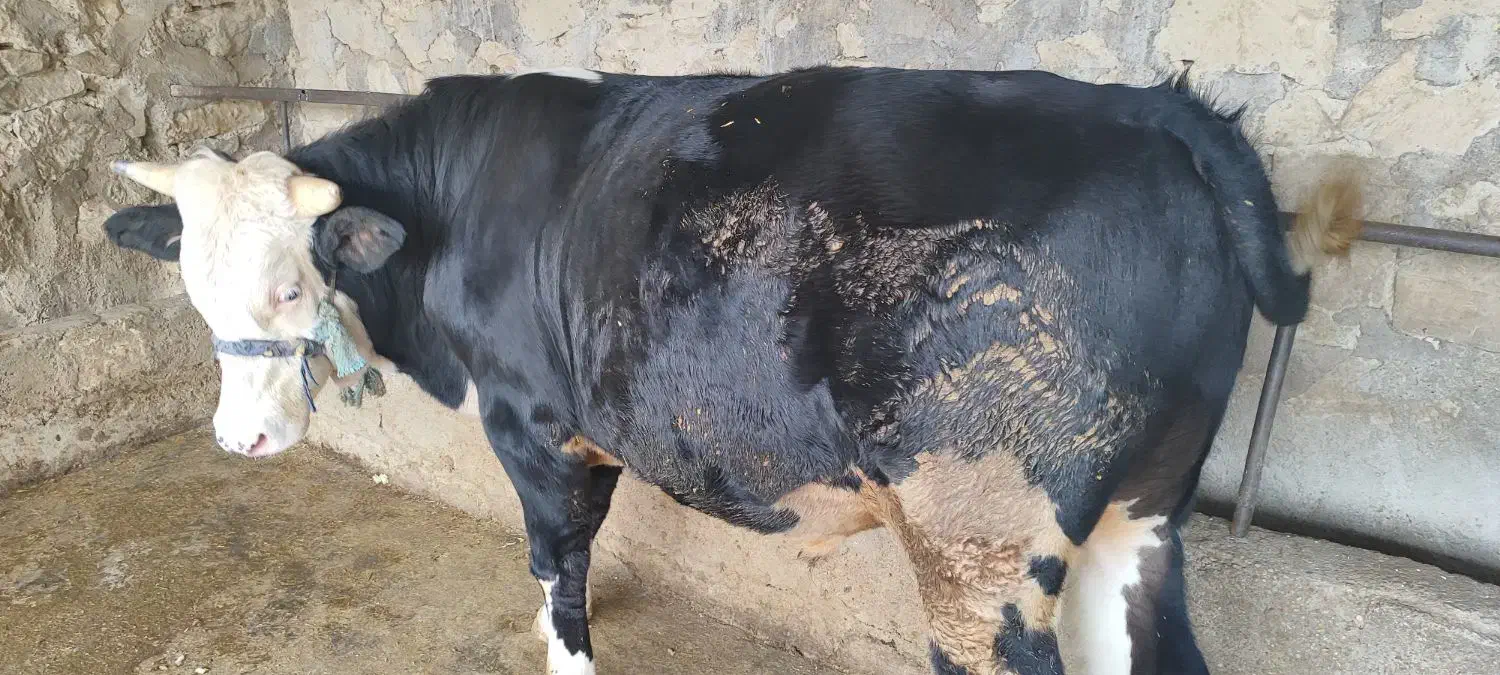 گوساله|حیوانات مزرعه|مسجد سلیمان, |دیوار