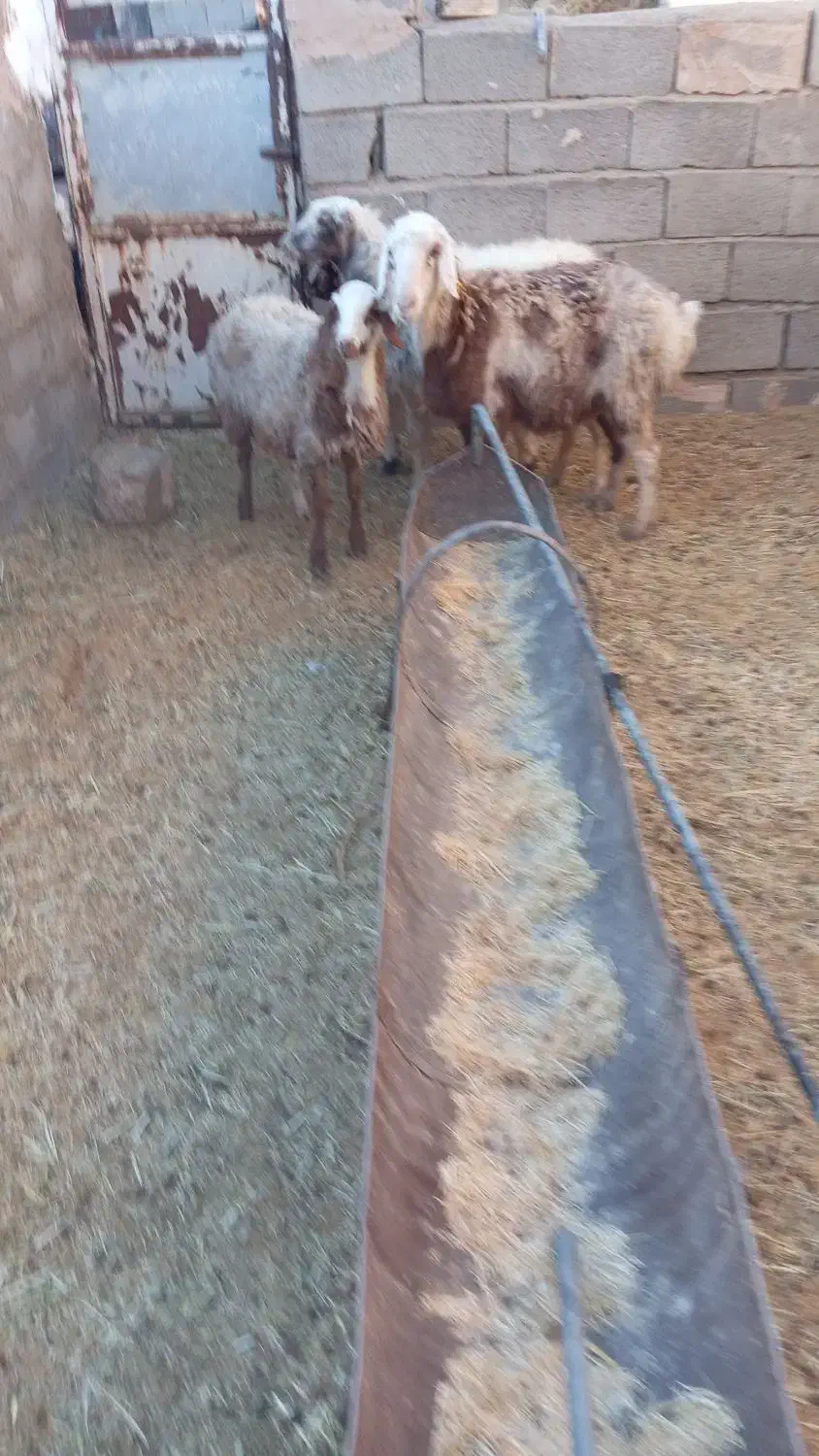 دوعدد میش زایده|حیوانات مزرعه|سرایان, |دیوار