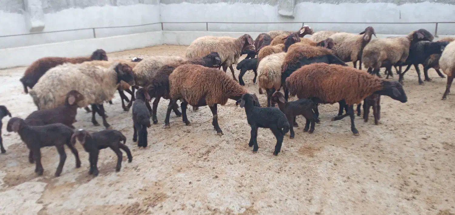 ۳۰ راس گوسفند بره دار میش و بره|حیوانات مزرعه|گرگان, |دیوار