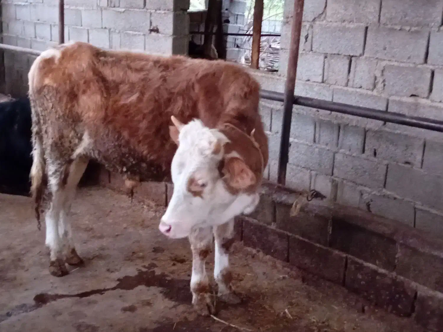 گوساله نر پرواری|حیوانات مزرعه|پایین هولار, |دیوار