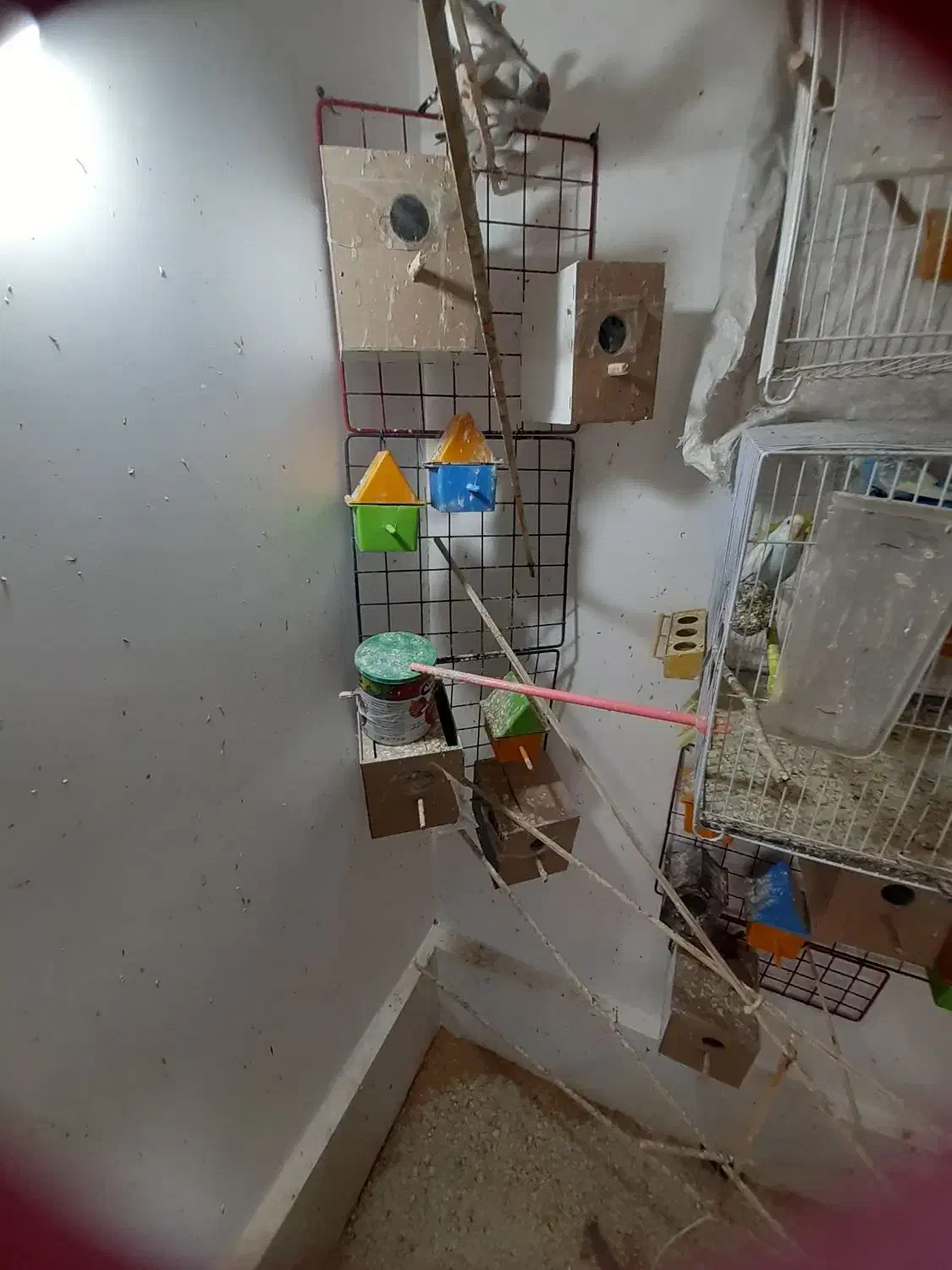 فنج جفت آماده جوجه مرغ عشق سرلاکی|پرنده|مشهد, جانباز|دیوار