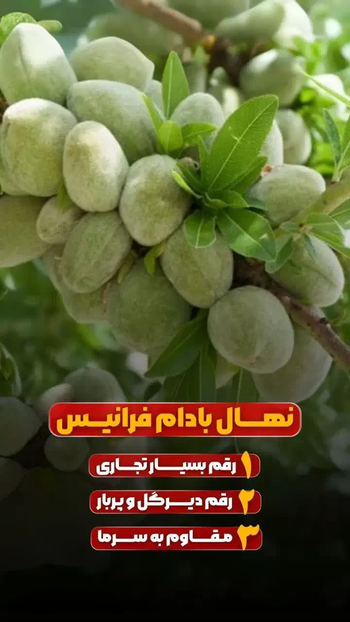 نهال بادام شاهرودی و...اصل|خدمات باغبانی و درختکاری|تهران, دانشگاه شریف|دیوار
