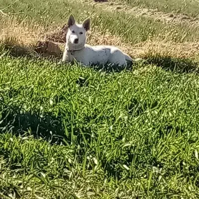 پاپی 4 ماهه گوش تیز|سگ|تربت‌حیدریه, قاسم آباد|دیوار