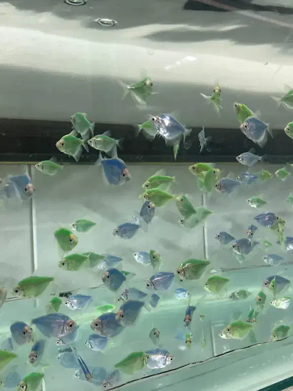 گلو فیش (کالرفیش)|ماهی|اصفهان, شمس آباد|دیوار