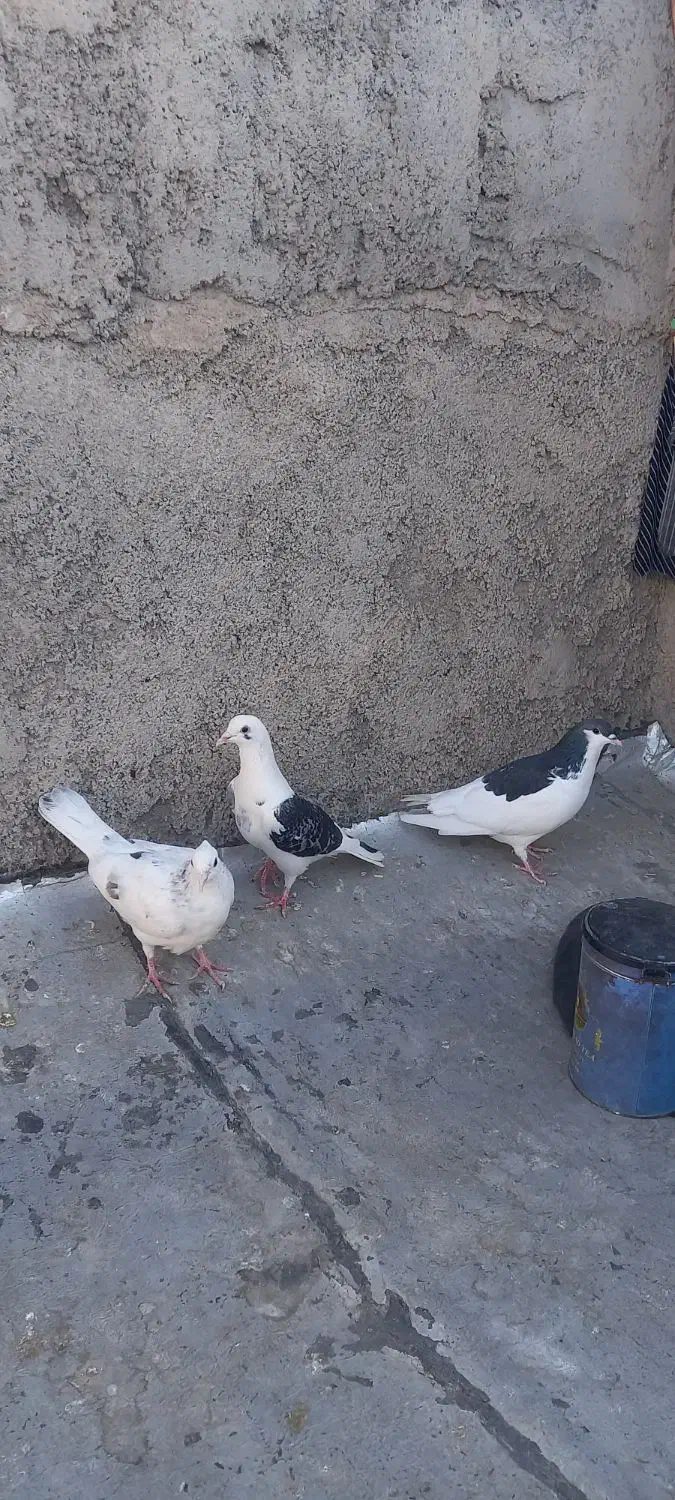 خال سیاه ۴تیغ به اخر سرونچ کاکلی و پشتی|پرنده|نیشابور, هفده شهریور|دیوار