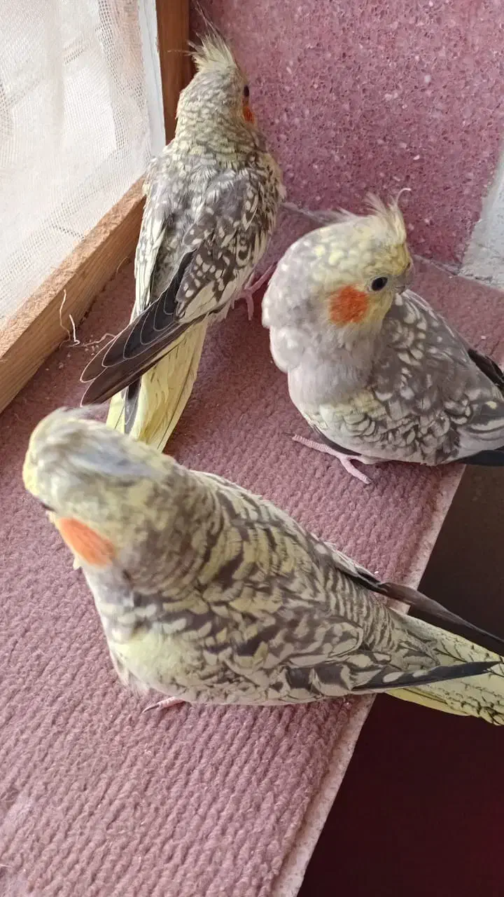 عروس هلندی|پرنده|رشت, استقامت ۲|دیوار